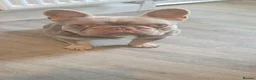 French Bulldog dogs for sale: French bulldog  - Advert 1