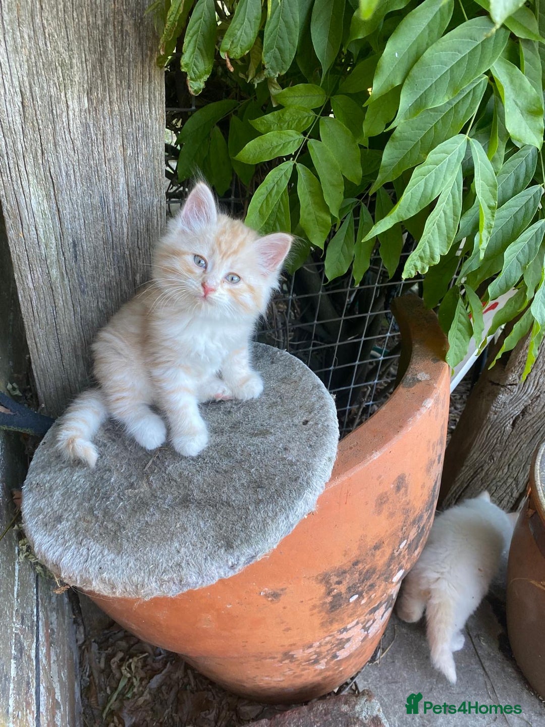 Siberian cats for sale: x5 Adorable Pure Siberian Kittens to re-home😻 - Image 22