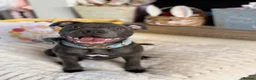 Staffordshire Bull Terrier dogs for sale: Blue Staffy - 7 months old in Bury Saint Edmunds - Advert 6