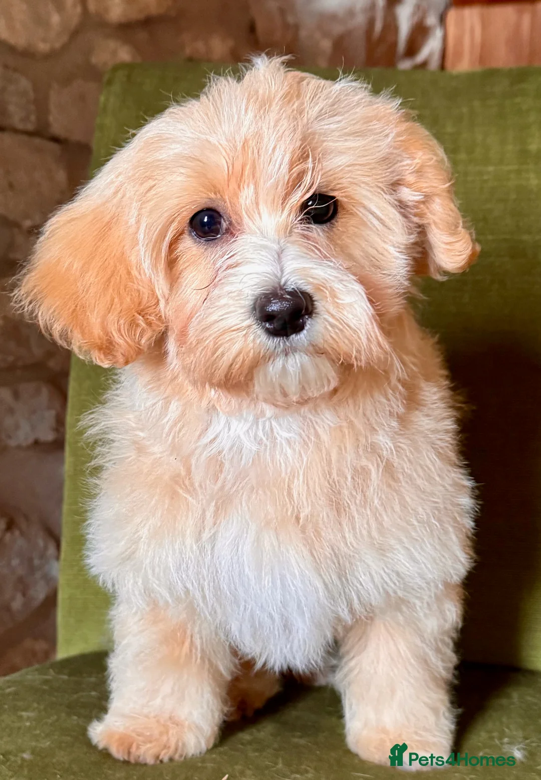 Maltipoo dogs for sale: Exceptional litter of F1 Maltipoo puppies - Advert 39