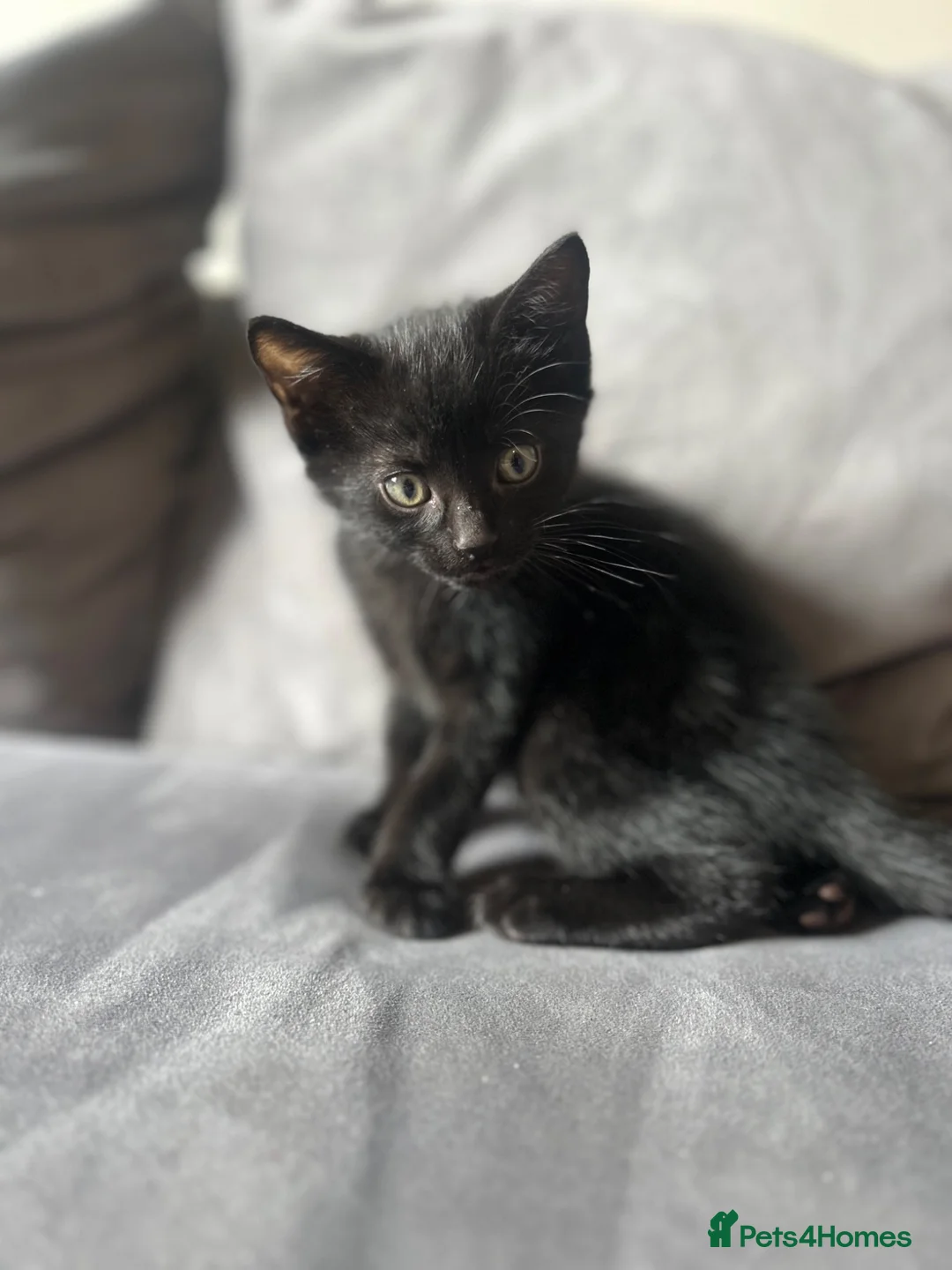 Domestic Shorthair cats for sale: Kittens - Advert 3