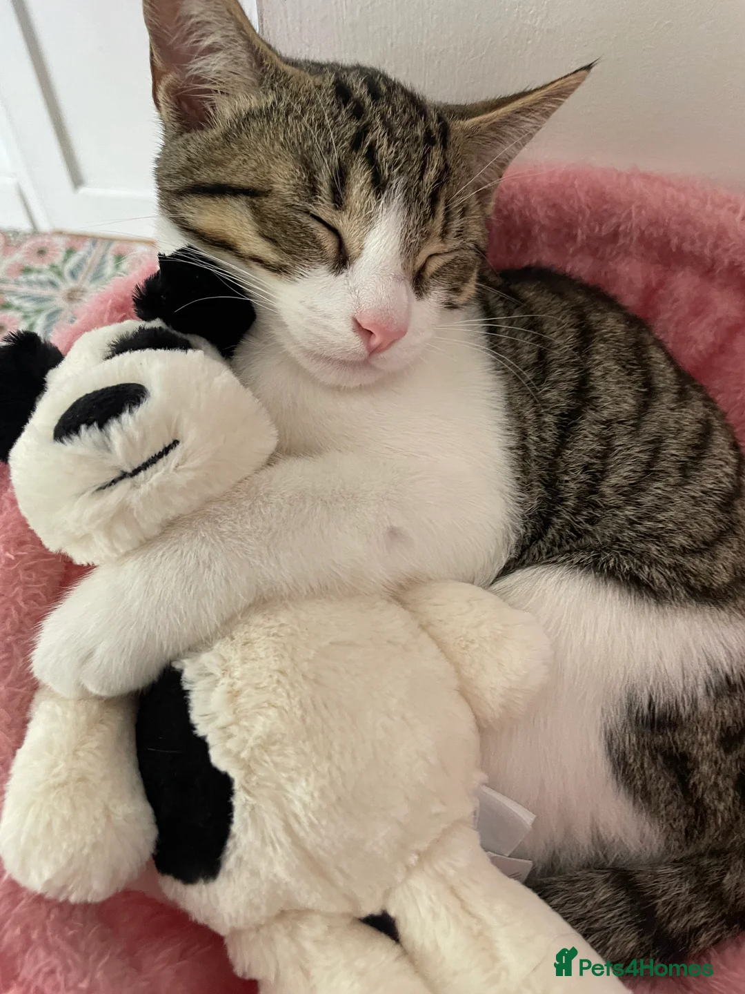 Mixed Breed cats for sale: Two beautiful boy kittens in Watford - Advert 3