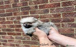 Pomeranian dogs for sale: 🐾Stunning 🐶Extra Small🐻 Teddy Face🔥 - Image 10