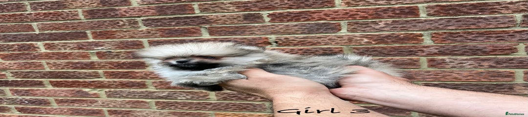 Girl 3