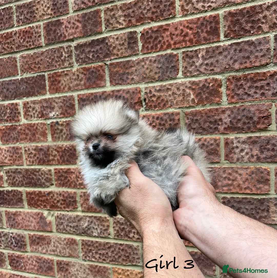Pomeranian dogs for sale: 🐾Stunning 🐶Extra Small🐻 Teddy Face🔥 - Image 10