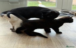 British Shorthair cats for sale: Full BSH kittens 13 weeks GCCF Parents. One gone!  - Image 31