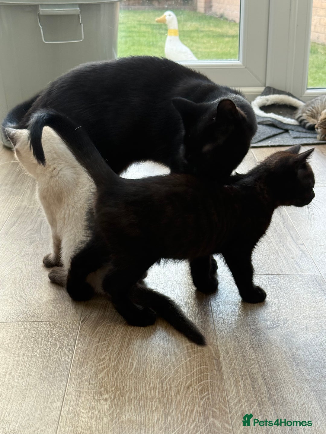 British Shorthair cats for sale: Full BSH kittens 13 weeks GCCF Parents. One gone!  - Image 31