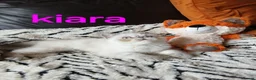 Exotic cats for sale: PEDIGREE GCCF PERSIAN EXOTIC BABIES - Advert 12