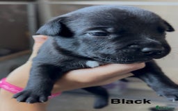 Mixed Breed dogs for sale: Staffie mix puppies - Image 9