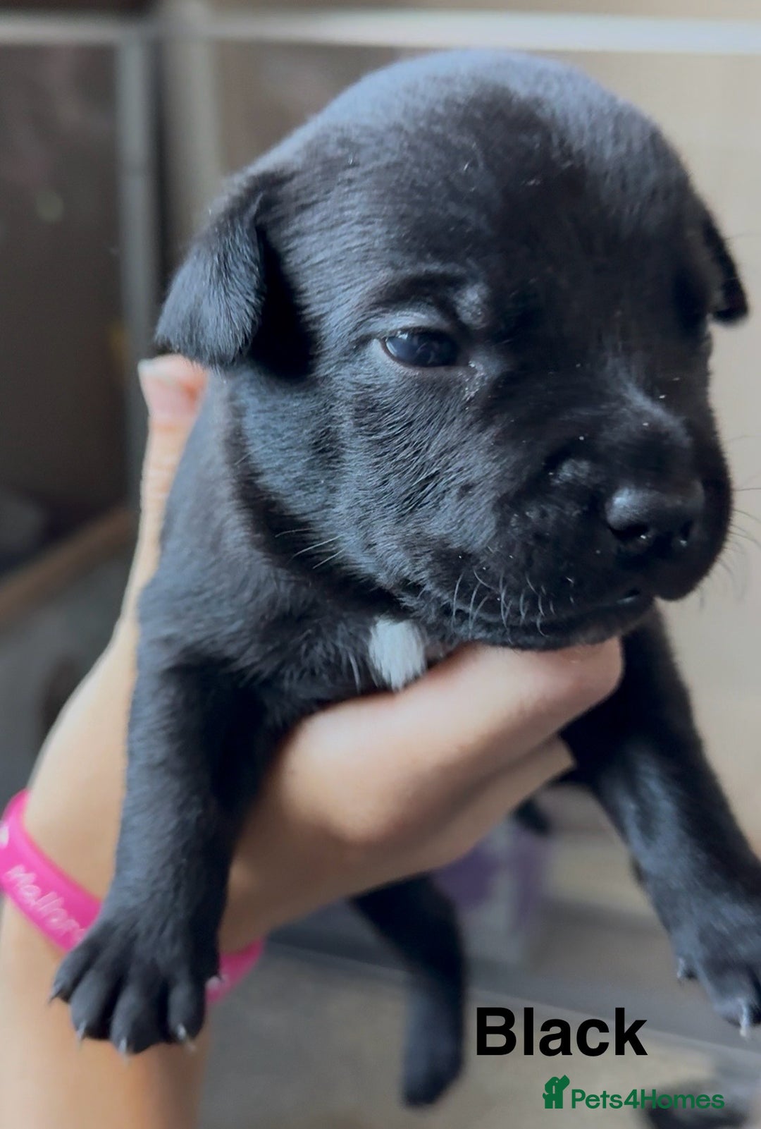 Mixed Breed dogs for sale: Staffie mix puppies - Image 9