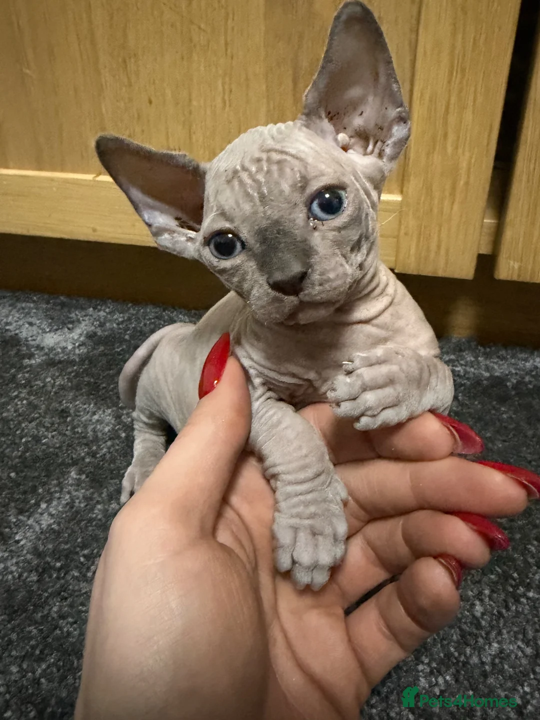 Sphynx cats for sale: WAITING LIST TICA SPHYNX KITTENS  - Advert 9