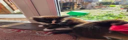 Mixed Breed cats for sale: Maine Coon X in Witham - Advert 3