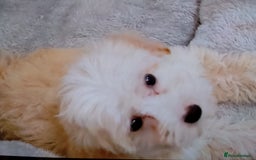 Maltipoo dogs for sale: Maltipoo puppies boy and girl available  - Image 31