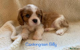 Cavalier King Charles Spaniel dogs for sale: KC Reg Cavalier King Charles Spaniel Puppies - Image 3