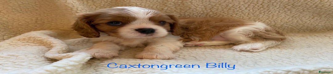 Cavalier King Charles Spaniel Puppy 3