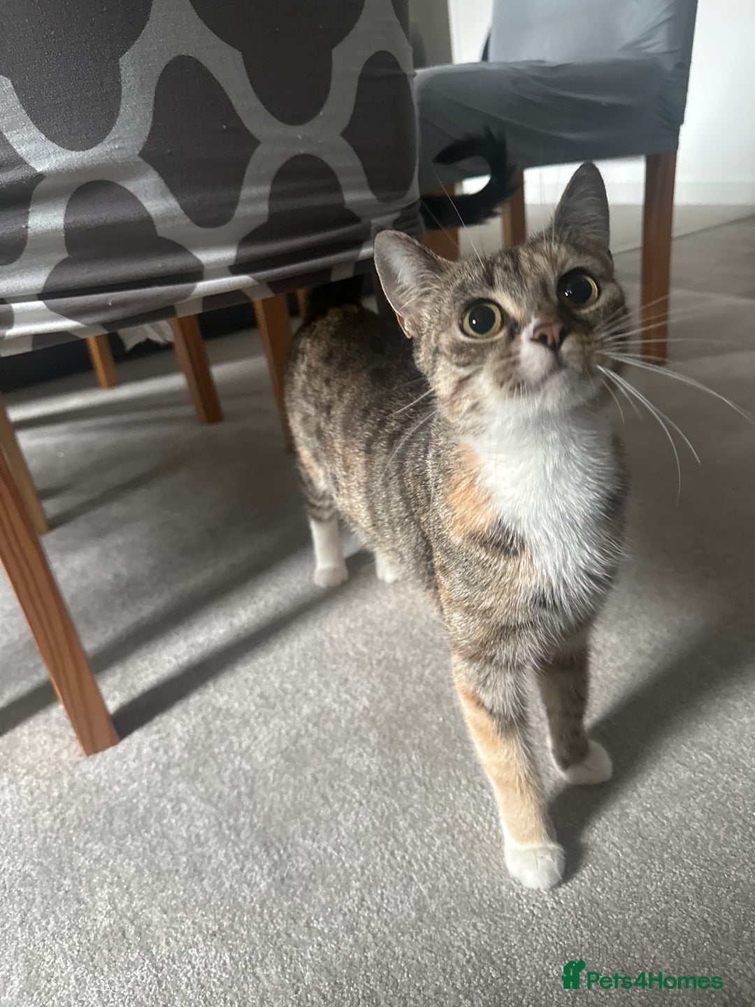 Mixed Breed cats for sale: 1 female kitten with beautiful colors £250 - Image 8