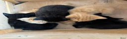 Mixed Breed cats for sale: 5 kittens left  - Advert 10