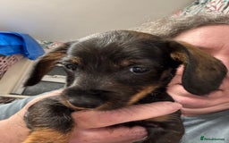 Miniature Dachshund dogs for sale: One boy left  - Image 2