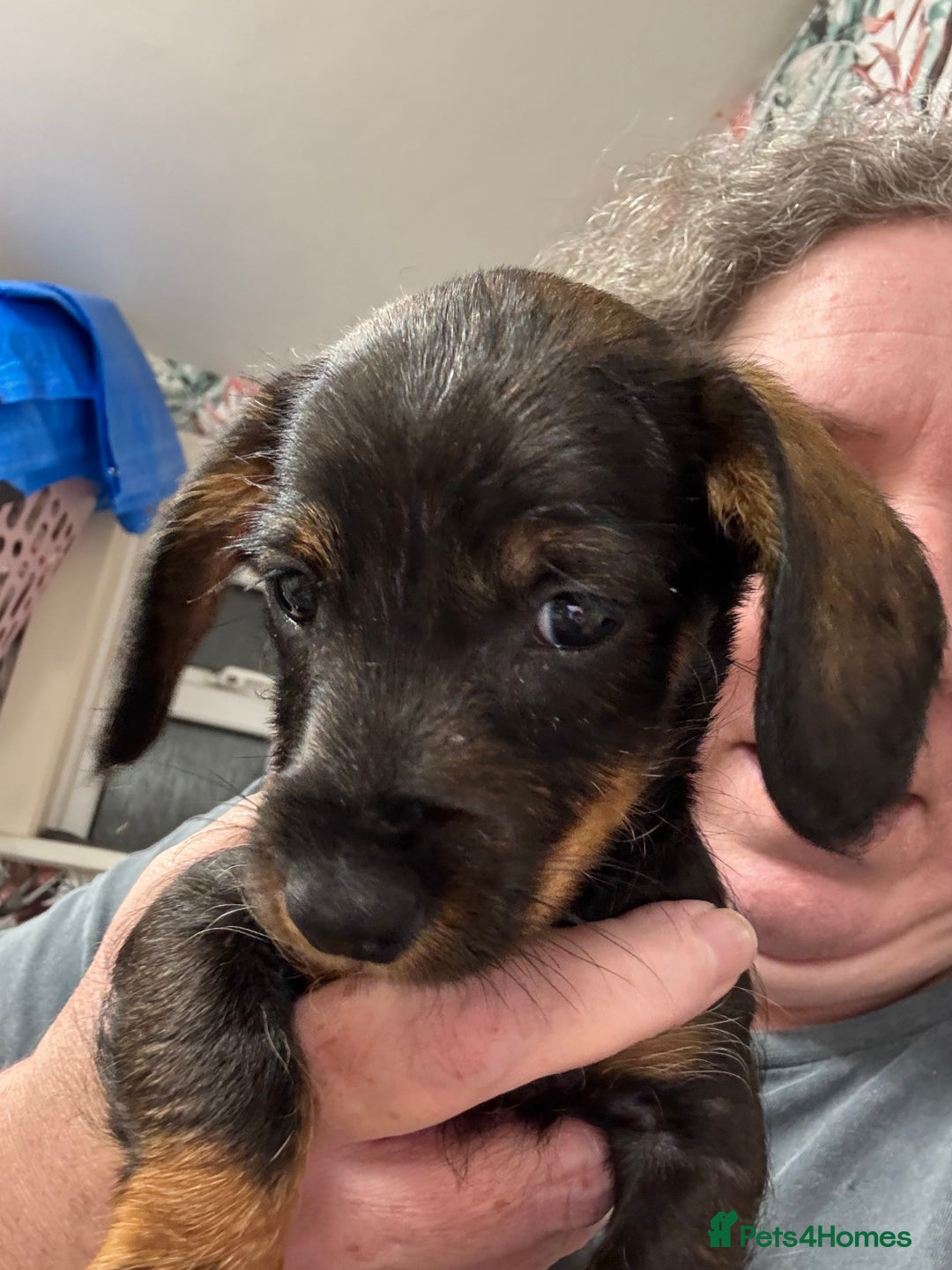 Miniature Dachshund dogs for sale: One boy left  - Image 2