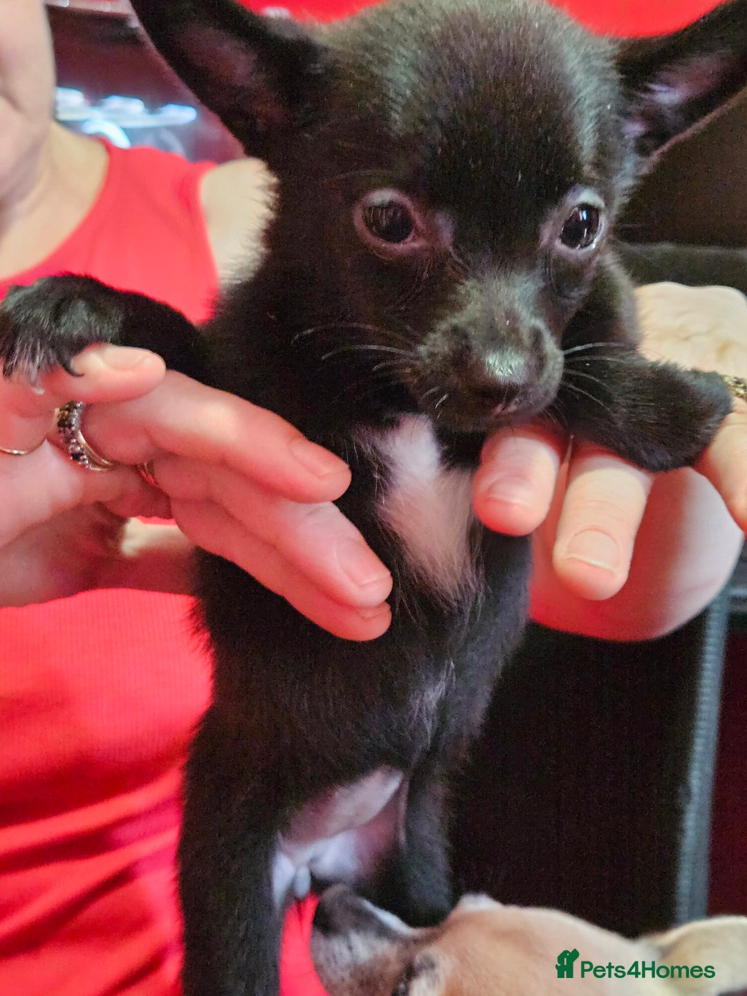 Pomchi dogs for sale: Pomchi puppy girl - Image 2