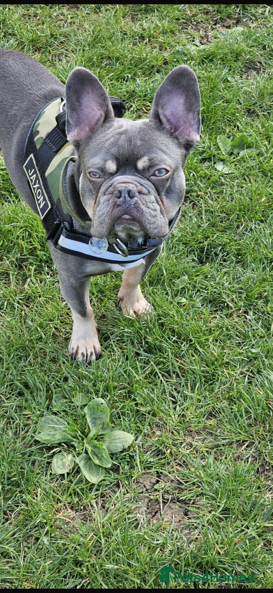 French Bulldog dogs 3 year old neutered French bulldog  - Advert 15