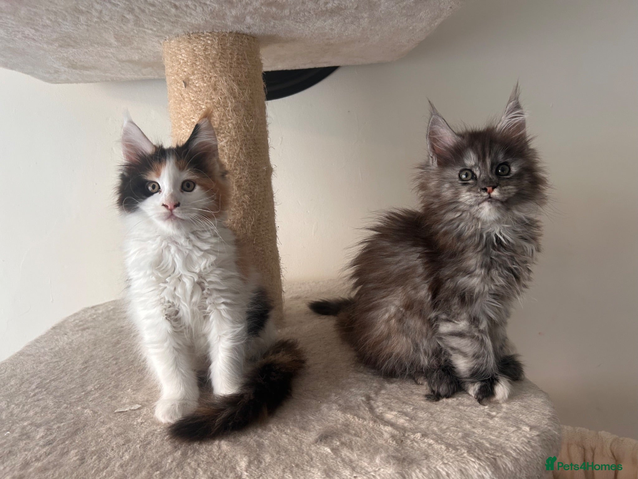 Maine Coon cats Maine Coon - Advert 2
