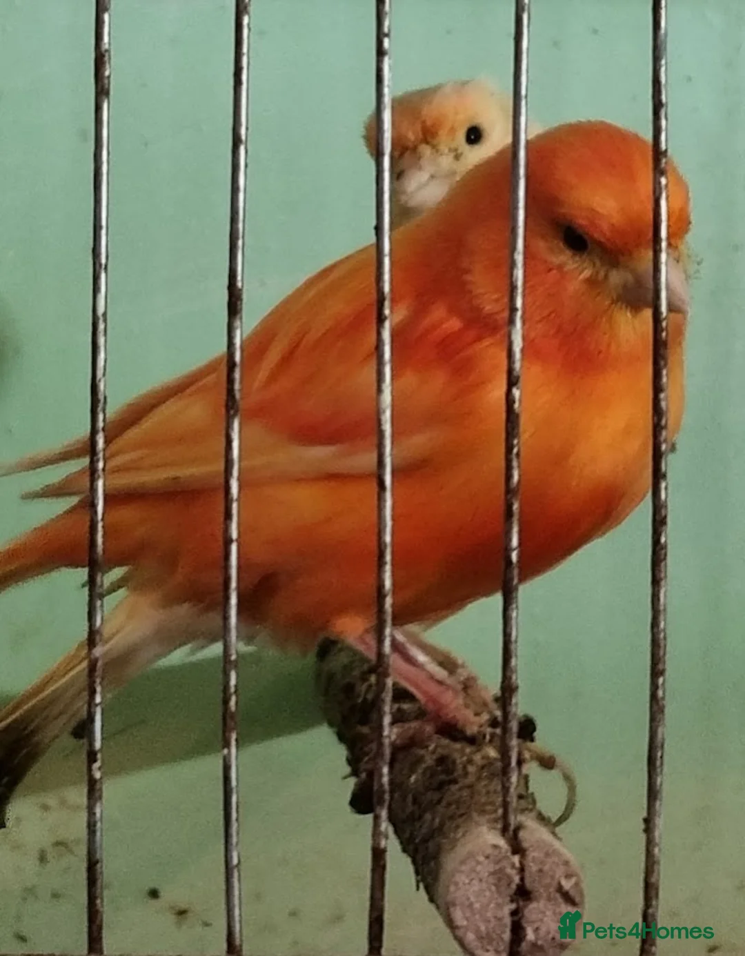 Canaries birds for sale: x 15 coloured canaries in Keighley - Advert 4