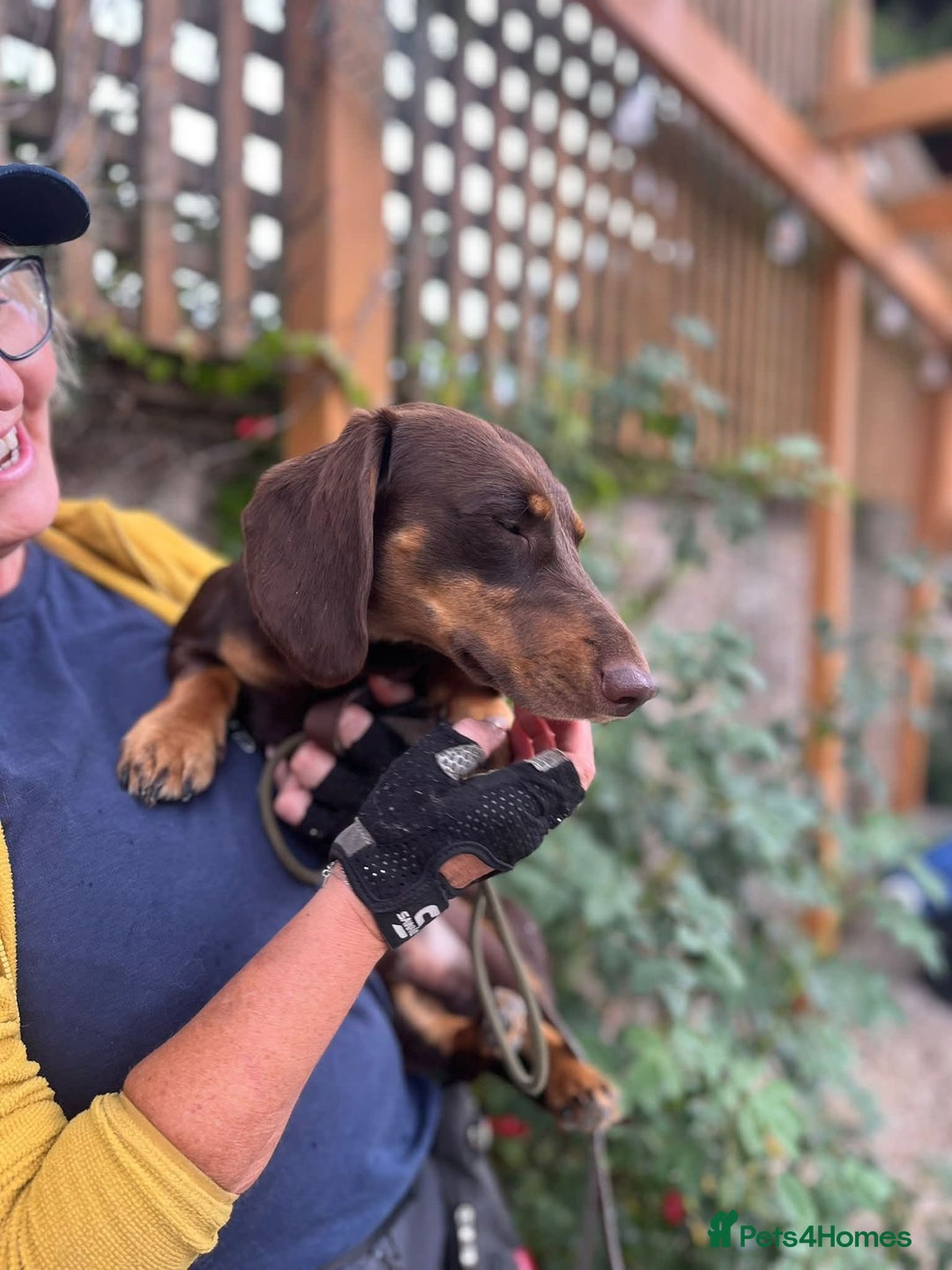 Dachshund dogs for adoption: Ollie - Image 5
