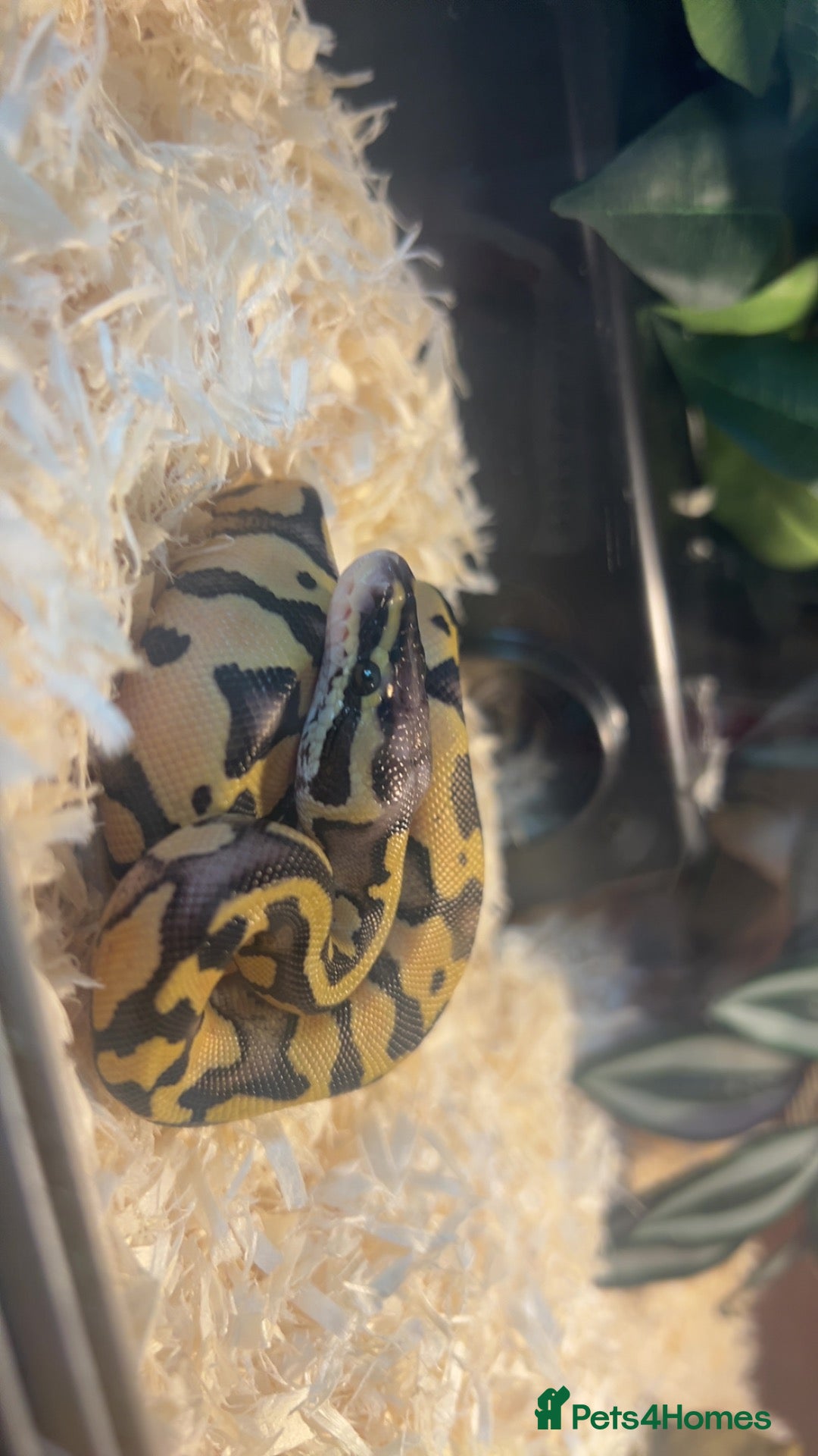 Python Snake reptiles Mango ball python  - Advert 2