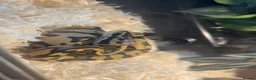 Python Snake reptiles for sale: Mango ball python  in Wisbech - Advert 1