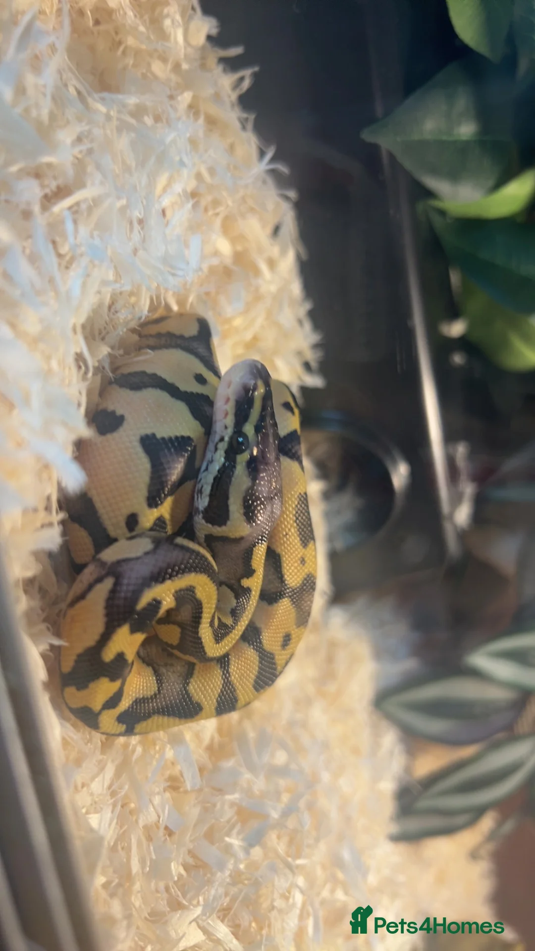 Python Snake reptiles for sale: Mango ball python  in Wisbech - Advert 1