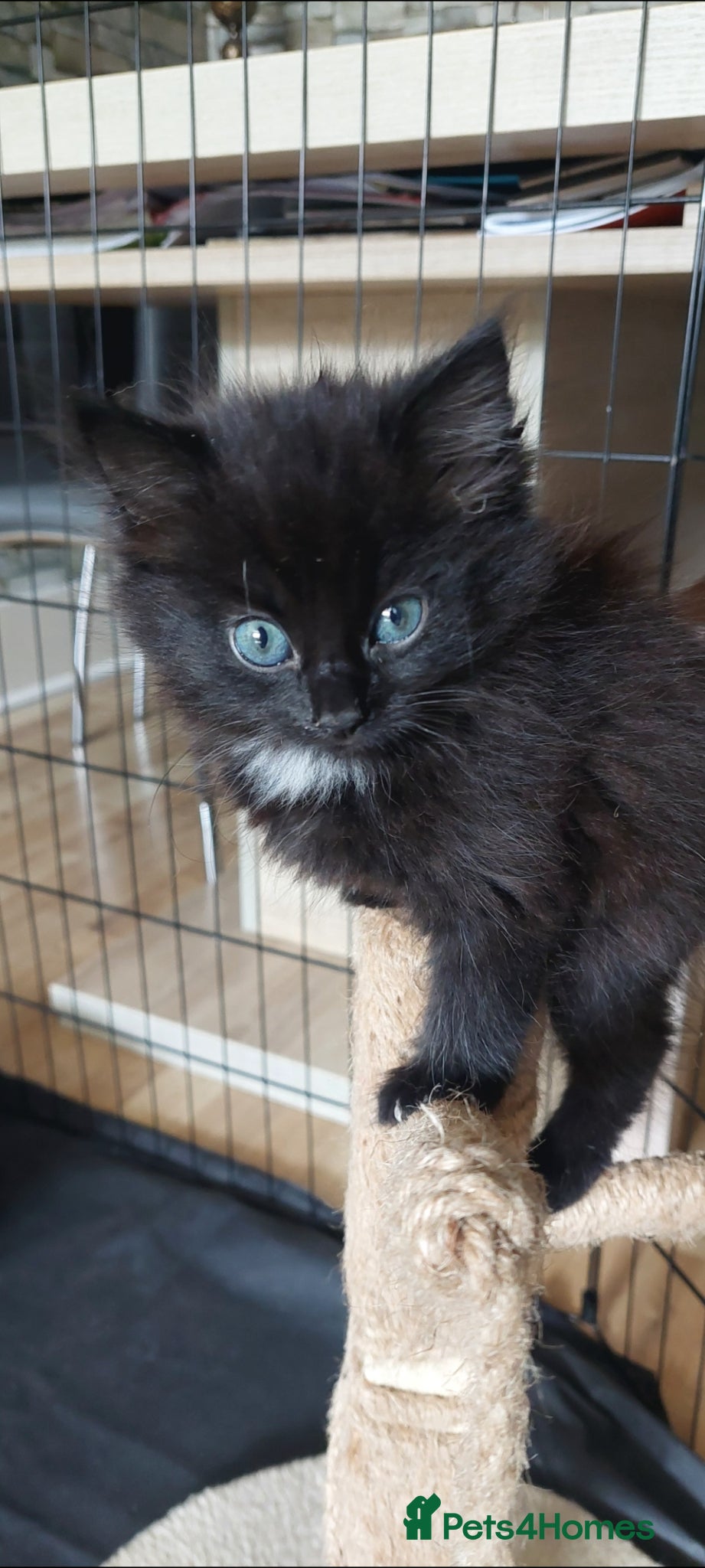 Mixed Breed cats Last fluffy girl left (ready to go now) - Advert 14