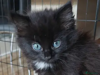 Mixed Breed cats Last fluffy girl left (ready to go now) - Advert 14