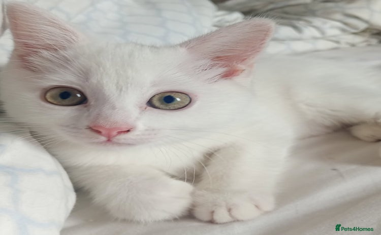 Mixed Breed cats - Advert 4