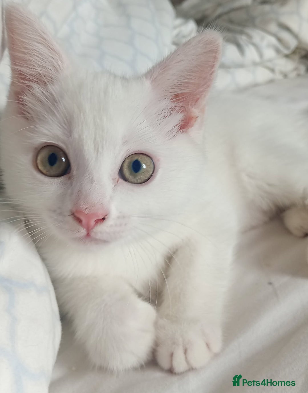 Mixed Breed cats for sale: 1 male 1 female  - Image 1