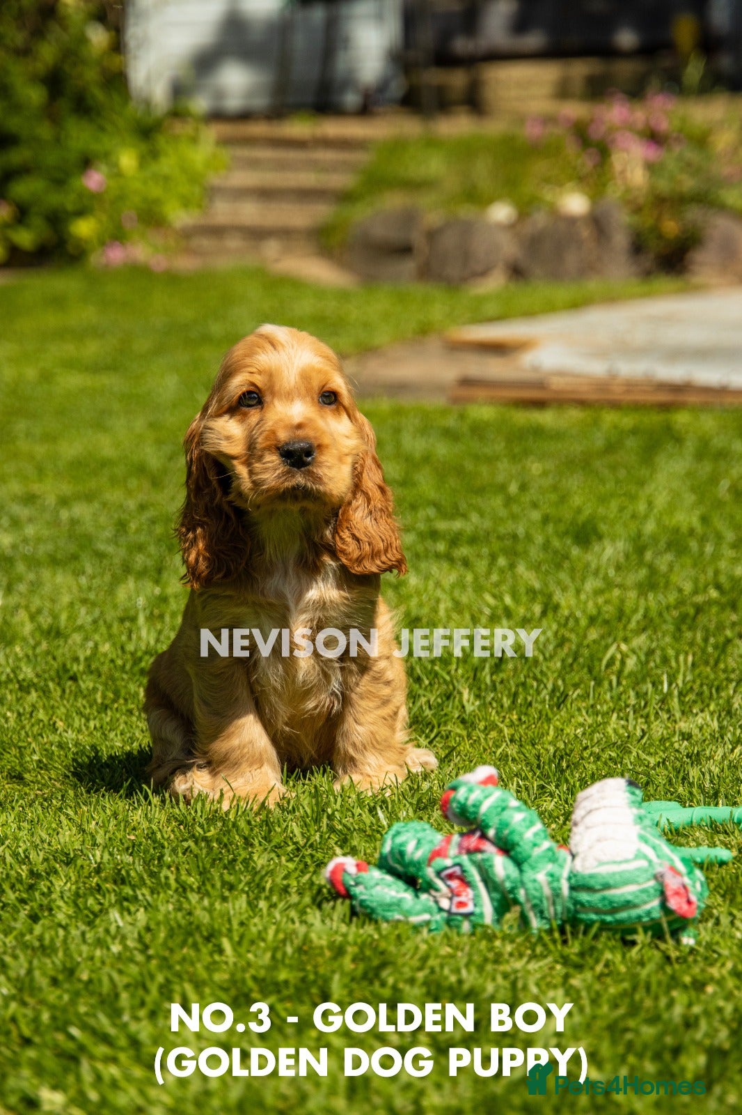 Cocker Spaniel dogs A STUNNING LITTER OF SHOW COCKERS - Advert 2