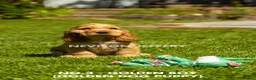 Cocker Spaniel dogs for sale: A STUNNING LITTER OF SHOW COCKERS - Advert 15