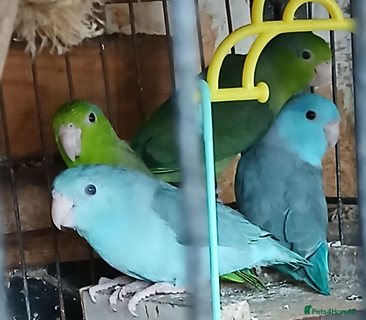 Mixed Breed birds Parrotlets Celestial  Parrotlets  - Advert 4