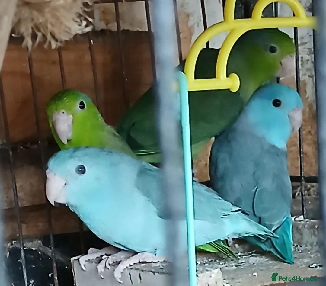 Mixed Breed birds for sale: Parrotlets Celestial  Parrotlets  - Advert 1