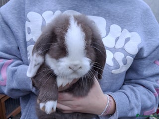French Lop rabbits Minilop x french lop 3 male bunnies - Advert 3