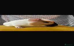 Guinea Pig rodents for sale: Sister guinea pigs  - Image 2