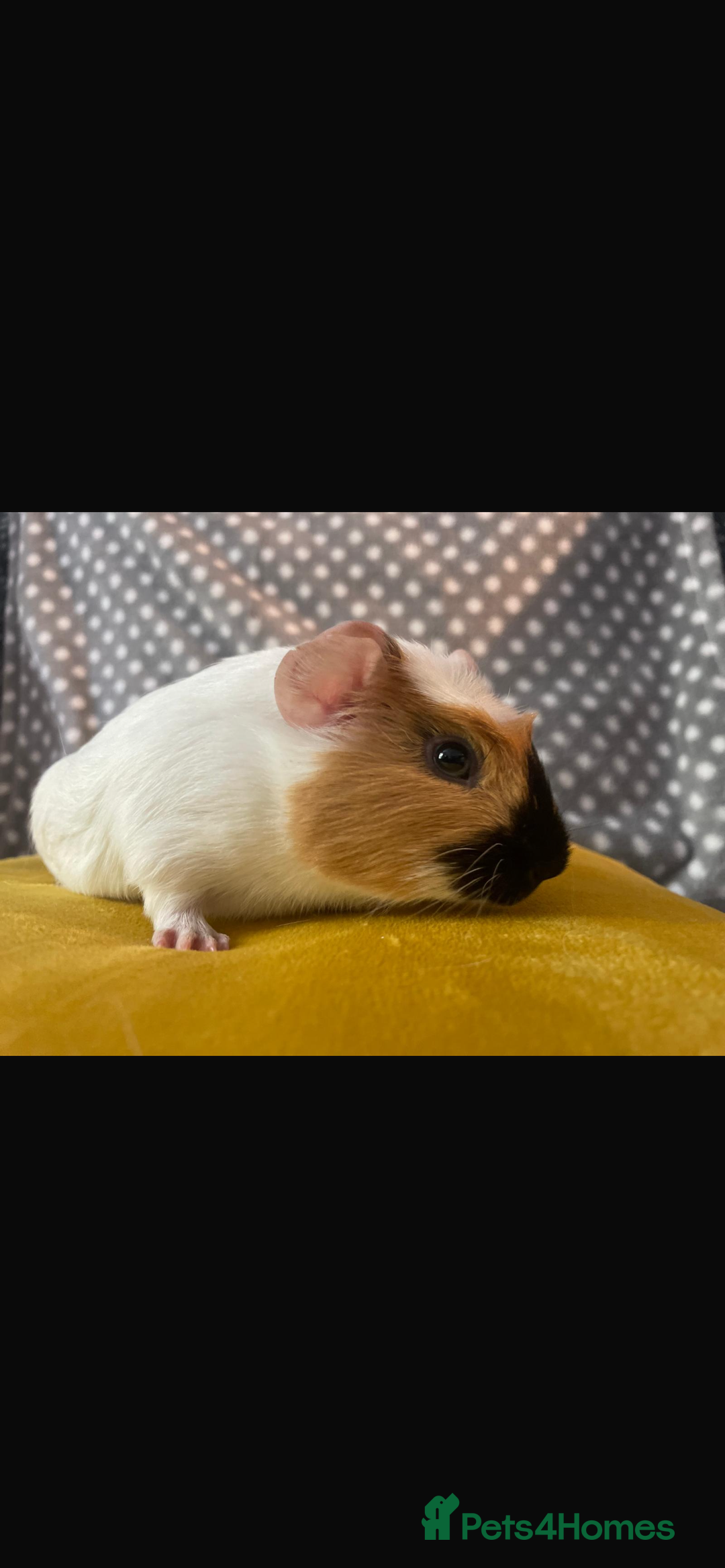 Guinea Pig rodents for sale: Sister guinea pigs  - Image 2