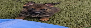 German Shepherd 7