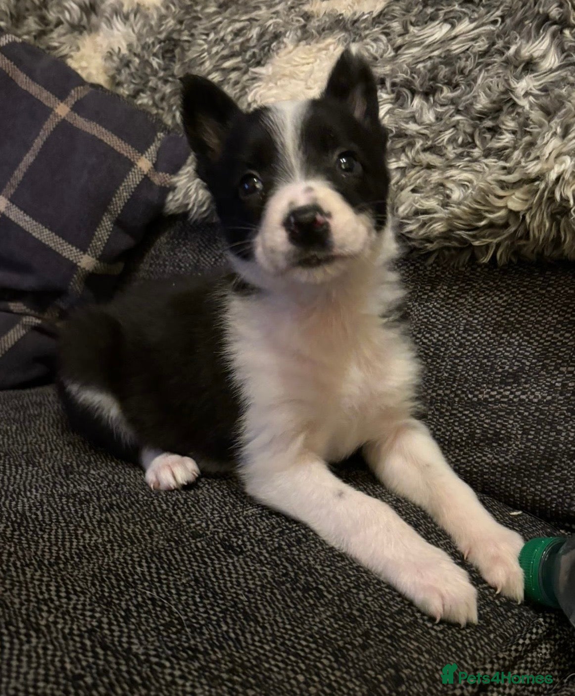 Border Collie dogs Stunning puppies. Parents health tested - Advert 3