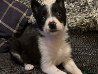 Border Collie dogs Stunning puppies. Parents health tested - Advert 3