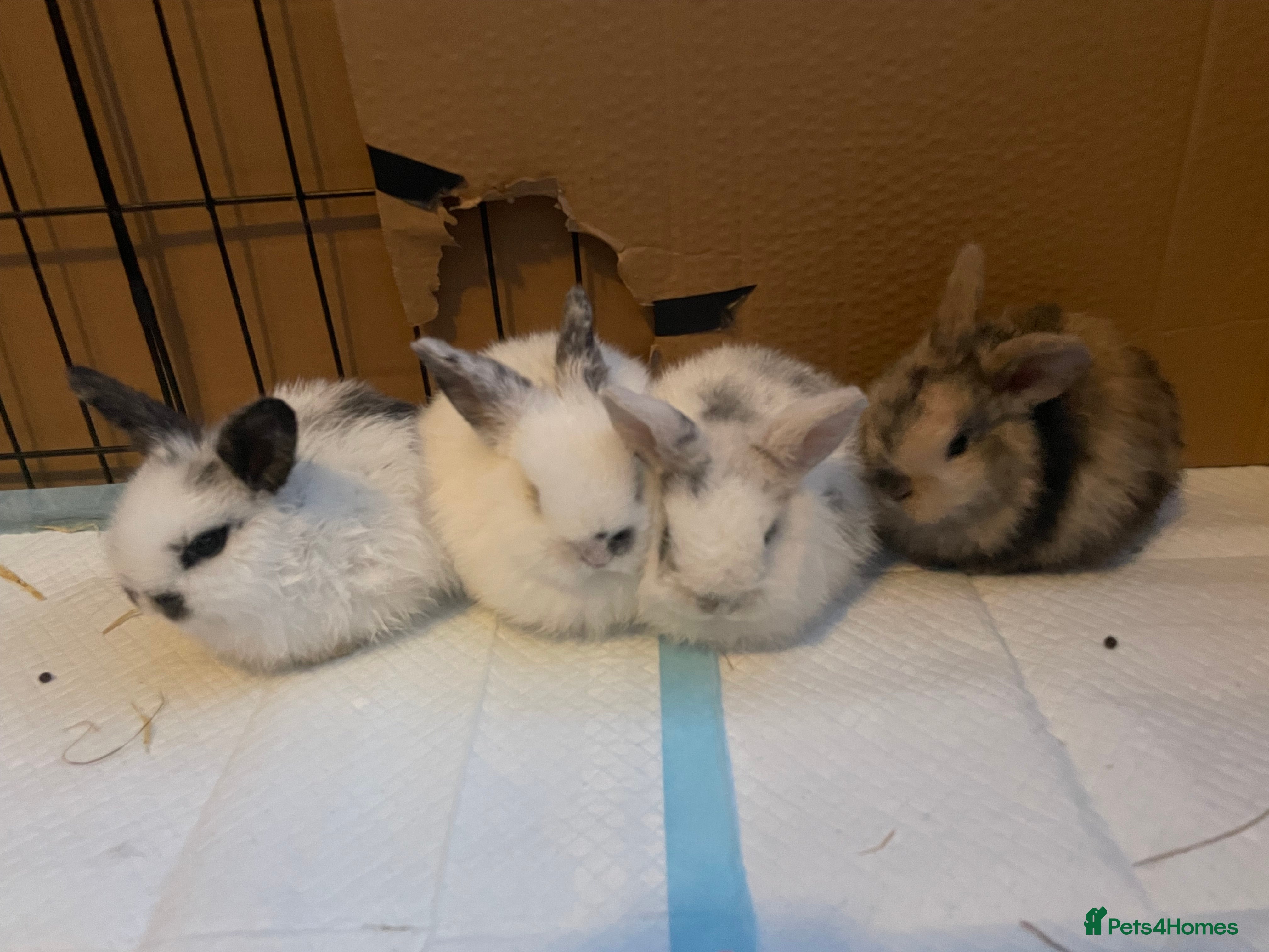 Mini Lion Lop rabbits 4 baby bunnies - Advert 3