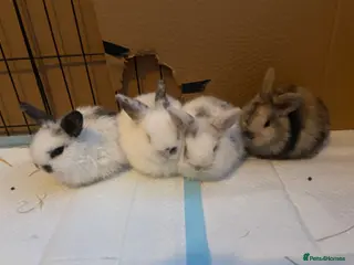 Mini Lion Lop rabbits 4 baby bunnies - Advert 1