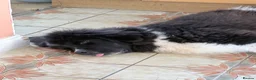 Newfoundland dogs for sale: Newfoundland in Shipston-on-Stour - Advert 7