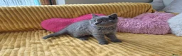 British Shorthair cats for sale:  Ready! GCCF parents with champions in line,BSH  - Advert 32