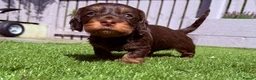 Dachshund dogs for sale: Wire-haired Dachshunds 🤎🐾 - Advert 5